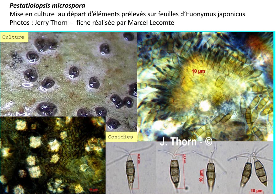 Pestatiolopsis microspora