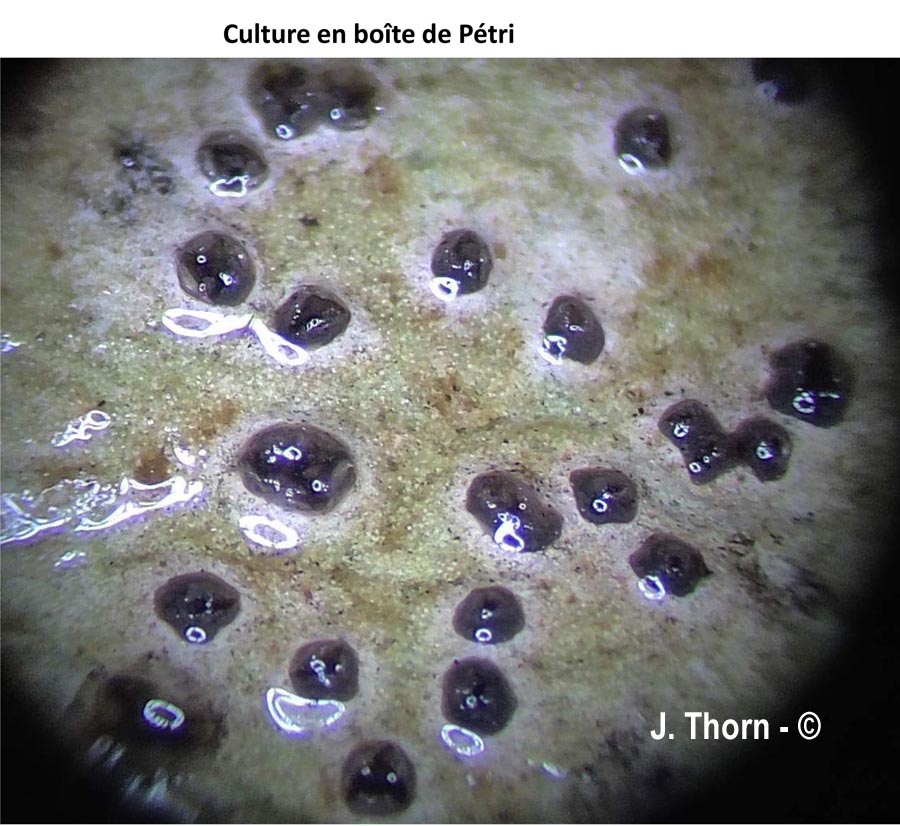 Pestatiolopsis microspora