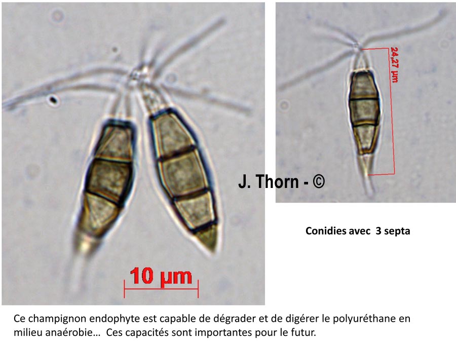 Pestatiolopsis microspora
