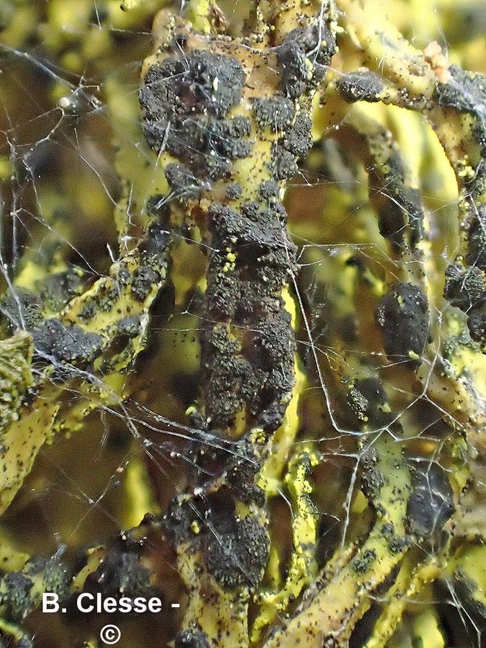 Phacopsis vulpina