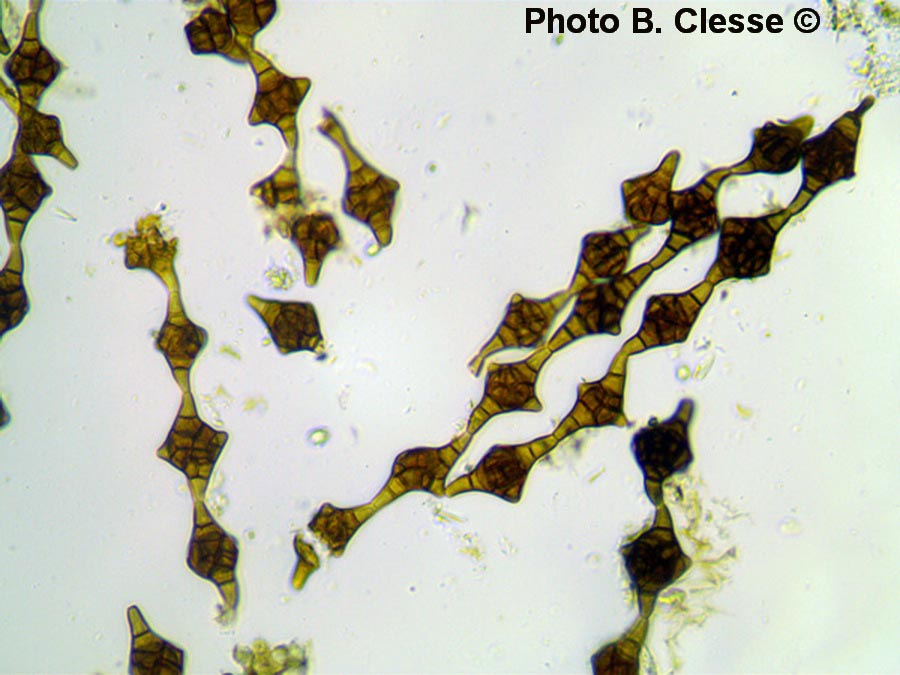 Phragmotrichum chailletii