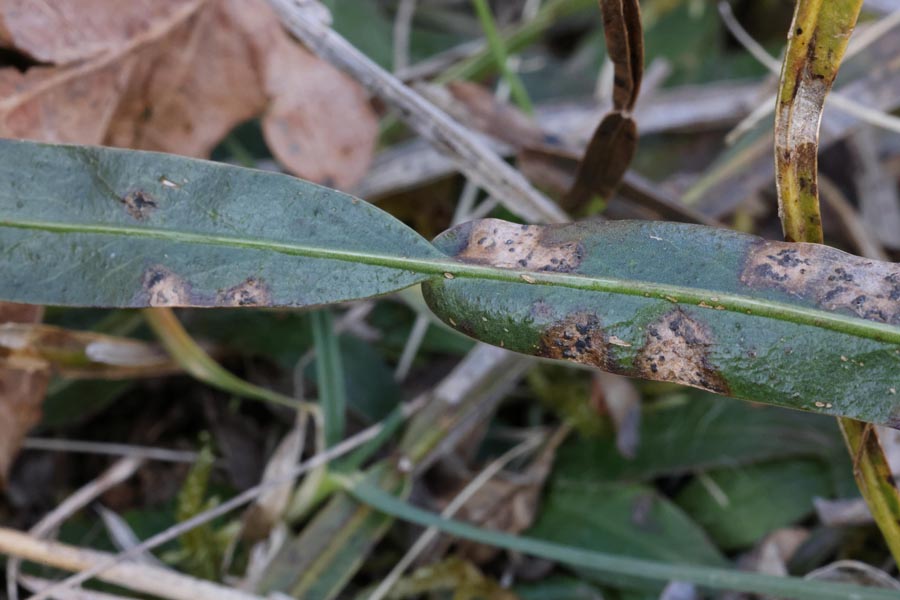 Phyllosticta genistae