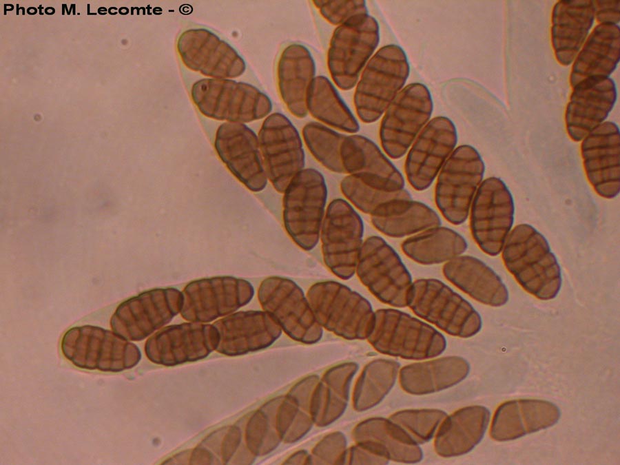 Pleospora penicillus