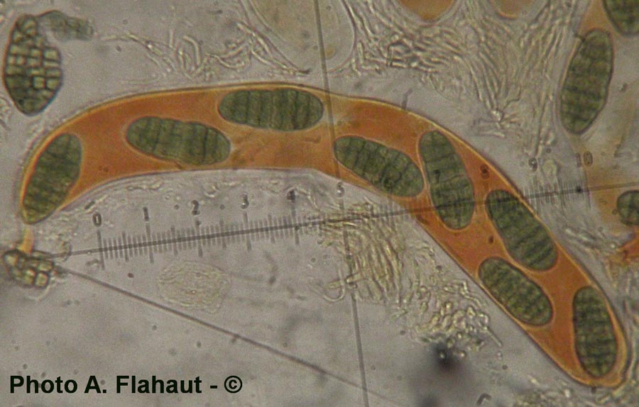 Pleospora triglochinicola