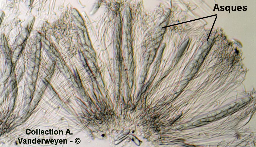 Propolis farinosa