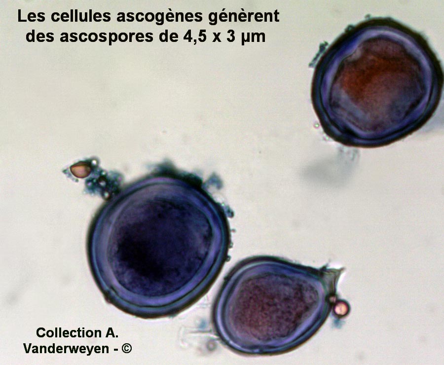 Protomyces macrosporus