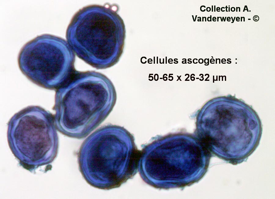 Protomyces macrosporus