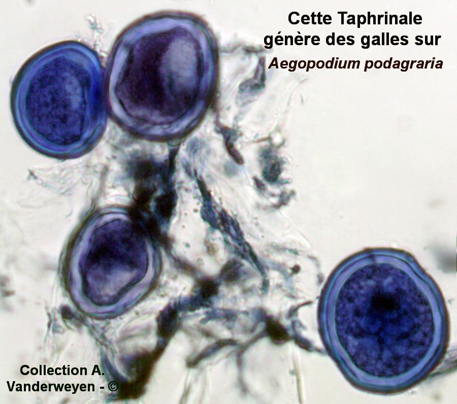 Protomyces macrosporus