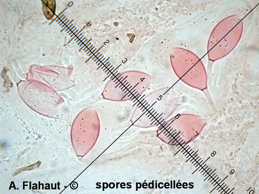 Schizothecium hispidulum
