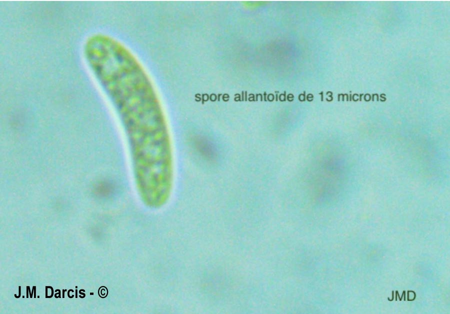 Sclerencoelia fraxinicola