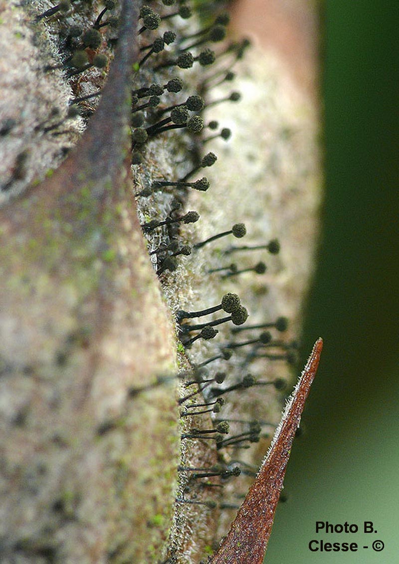 Seifertia (Pycnostynasus) azaleae