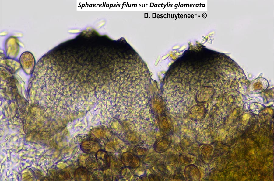 Sphaerellopsis filum