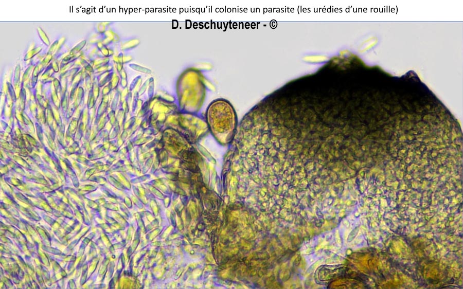 Sphaerellopsis filum