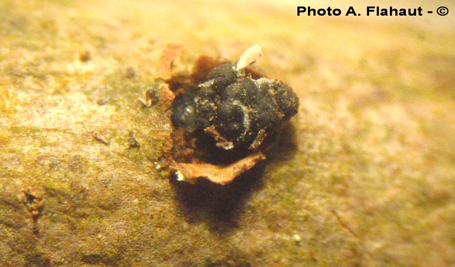 Sphaeropsis ribicola