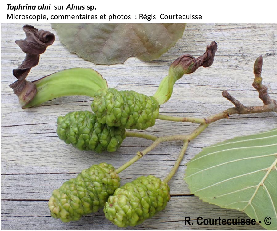 Taphrina alni
