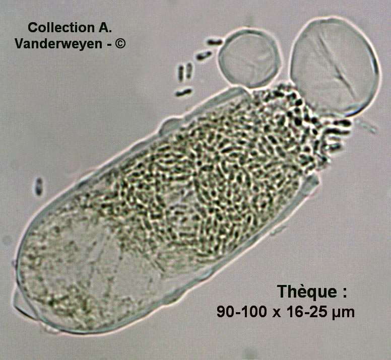 Taphrina populina