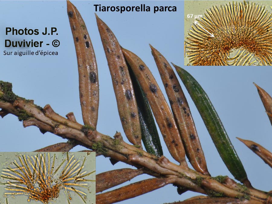 Tiarosporella parca
