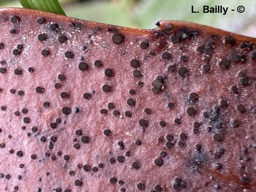 Trochila laurocerasi