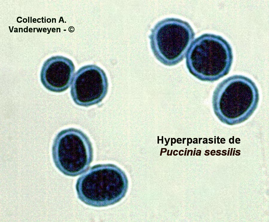 Tuberculina persicina