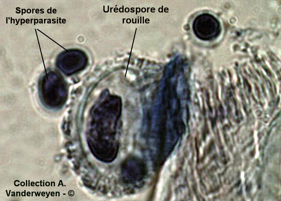 Tuberculina persicina