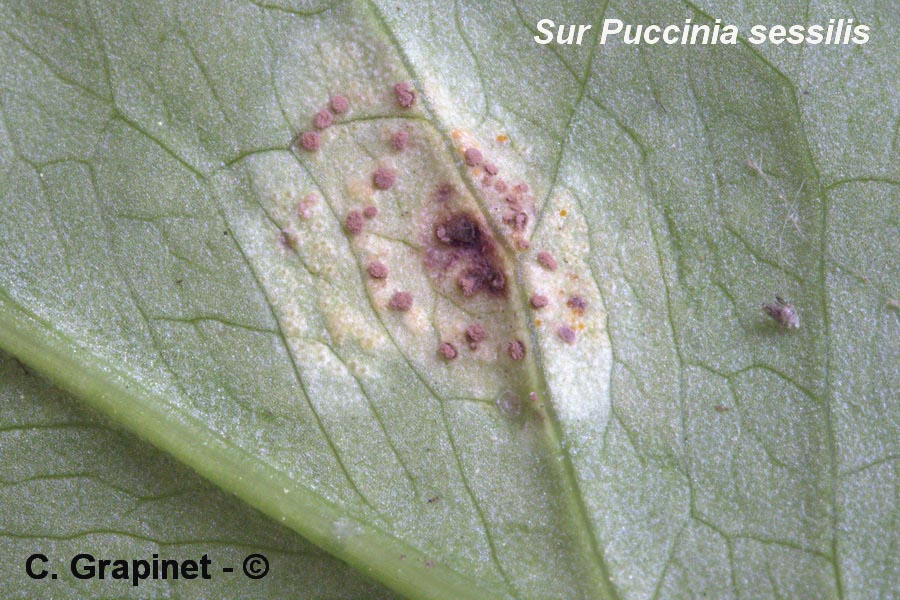 Tuberculina persicina