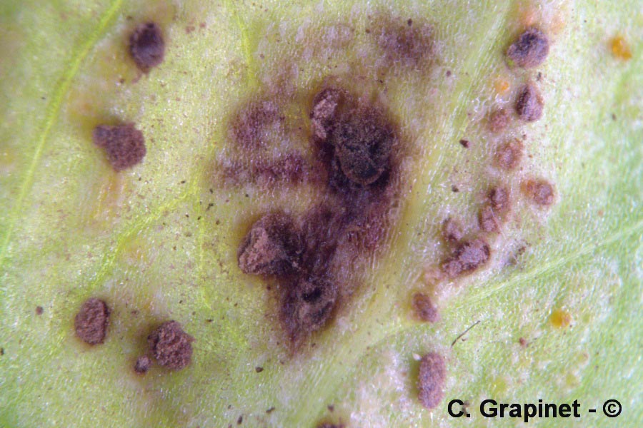 Tuberculina persicina