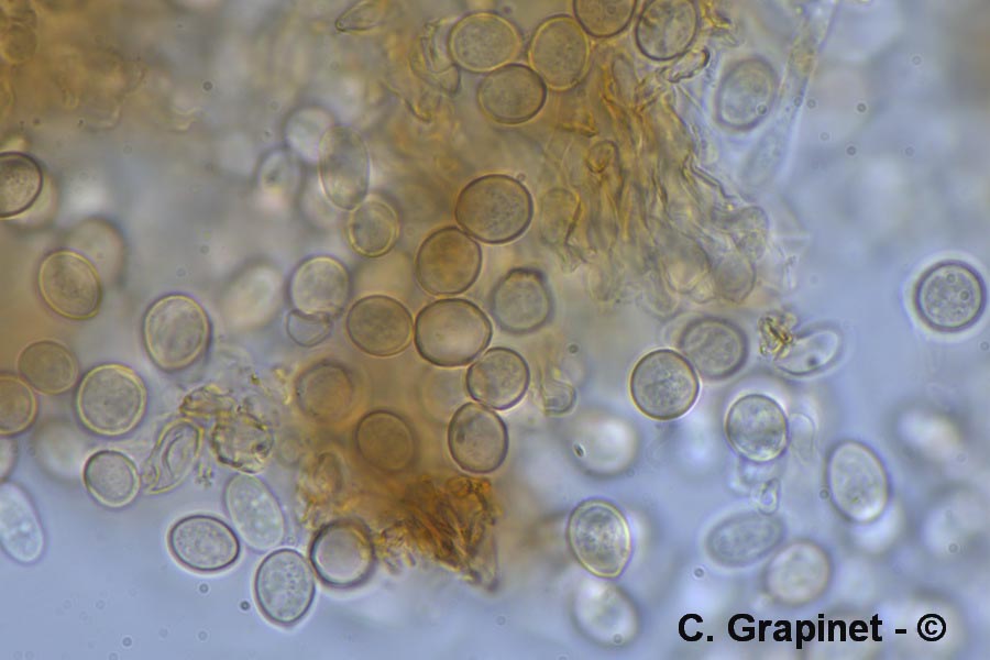 Tuberculina persicina