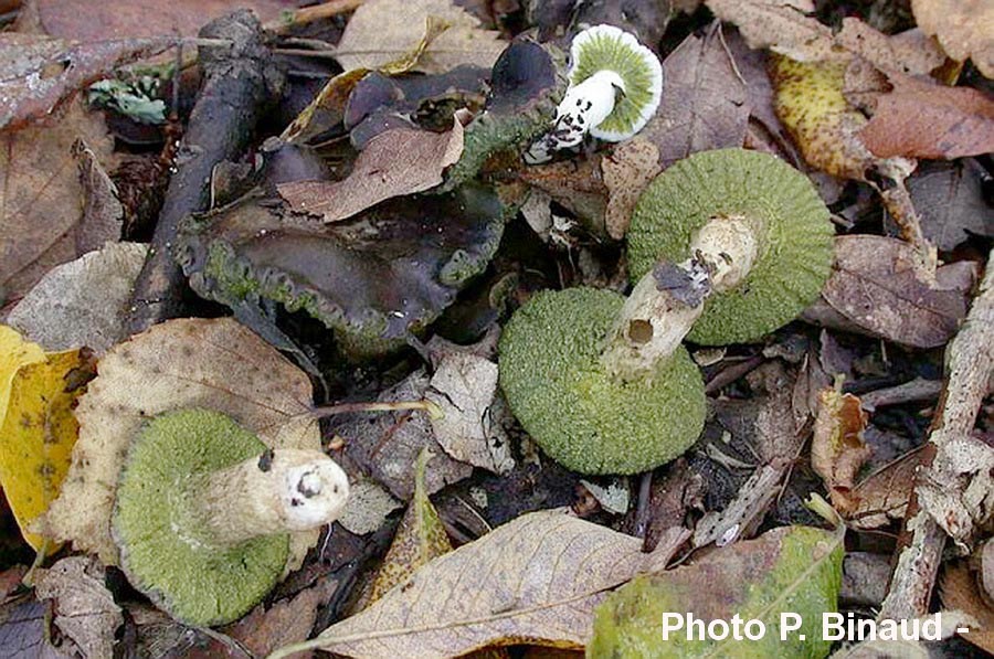 Hypomyces luteovirens