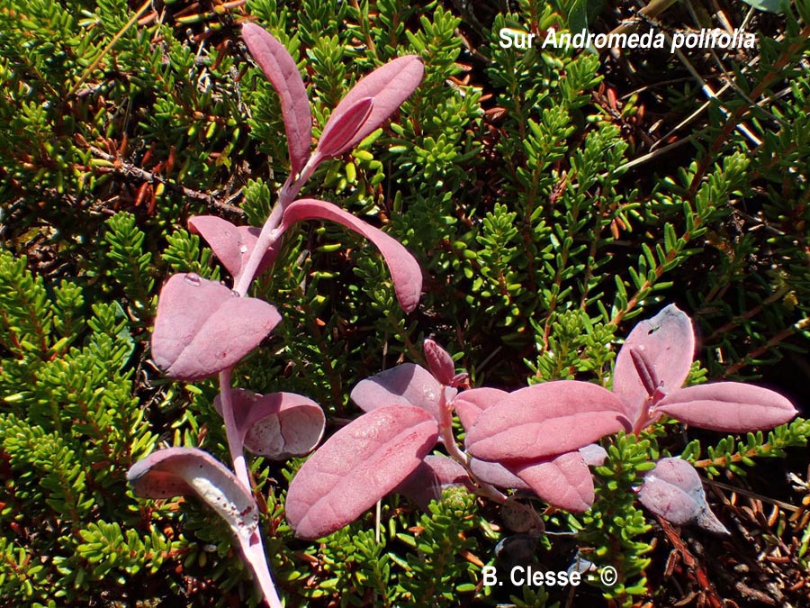 Exobasidium karstenii
