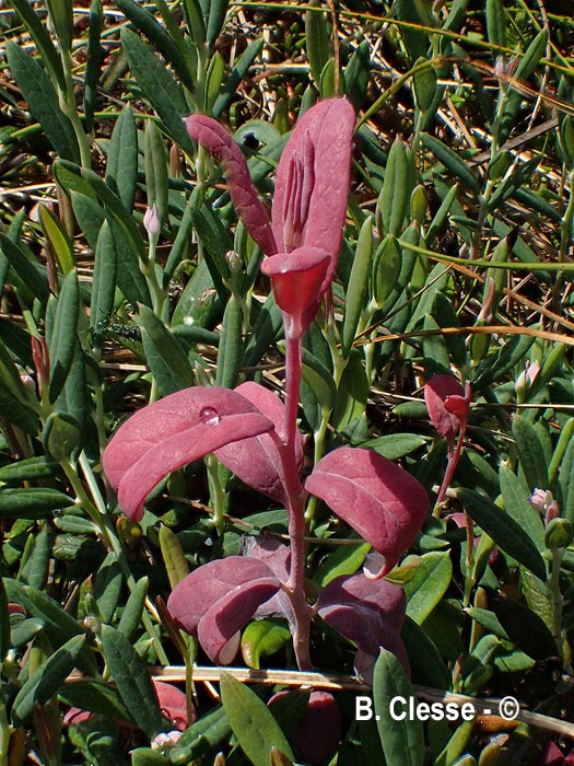 Exobasidium karstenii