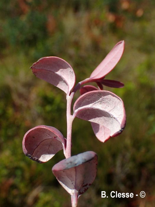 Exobasidium karstenii