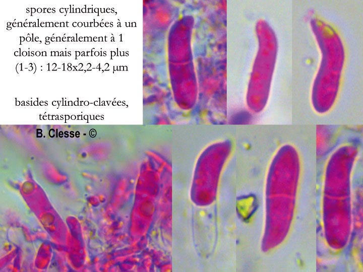 Exobasidium karstenii