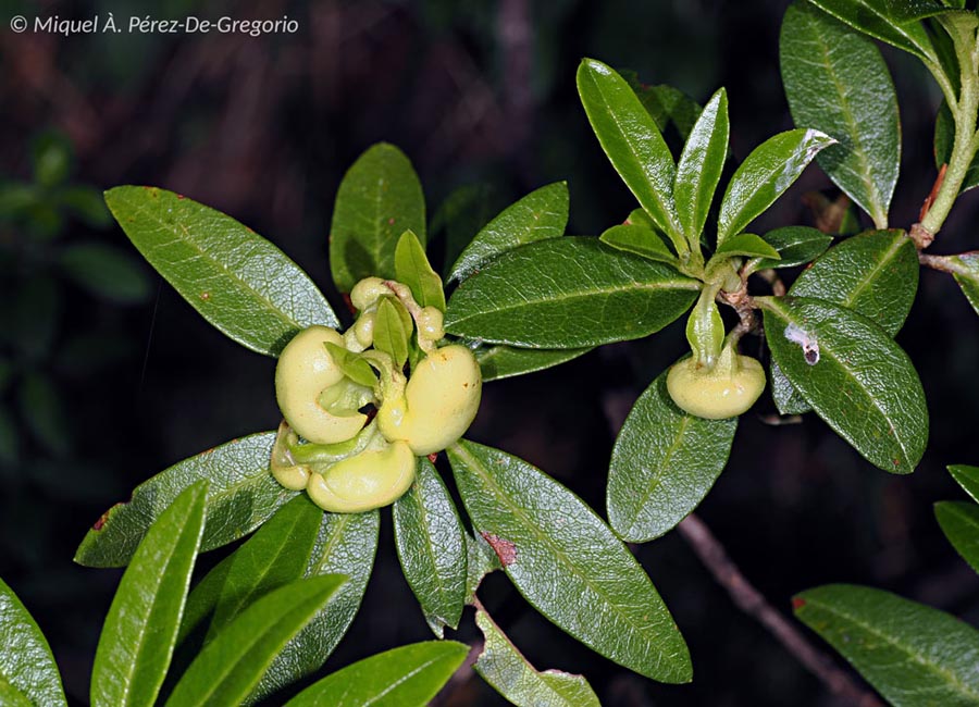 Exobasidium rhododendri (E. vaccinii var. rhododendri) 