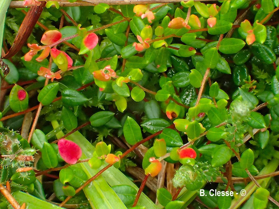 Exobasidium rostrupii