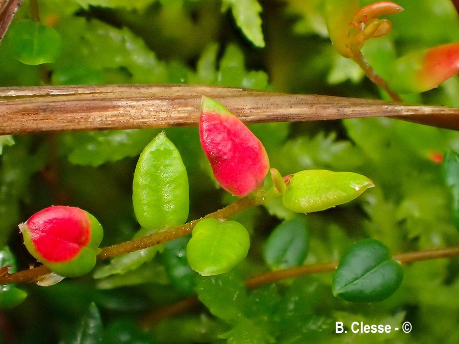 Exobasidium rostrupii