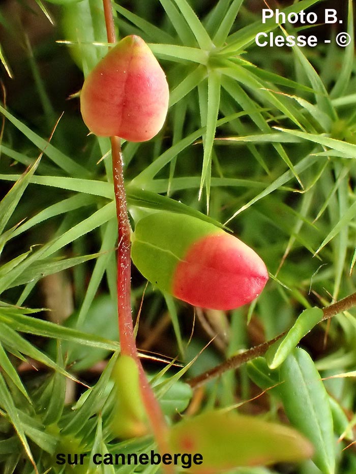 Exobasidium rostrupii