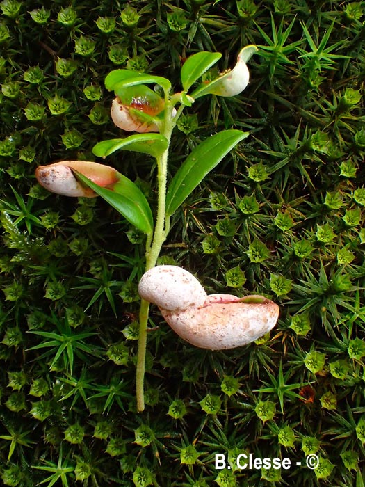 Exobasidium vaccinii