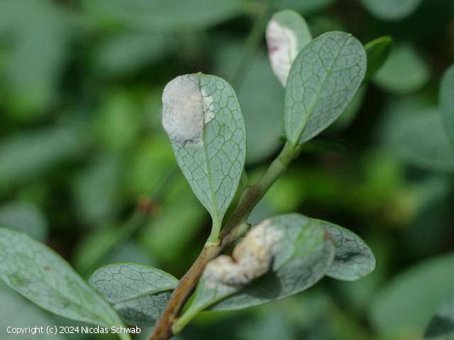Exobasidium pachysporum