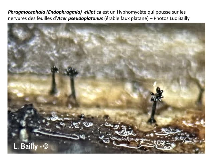 Phragmocephala elliptica