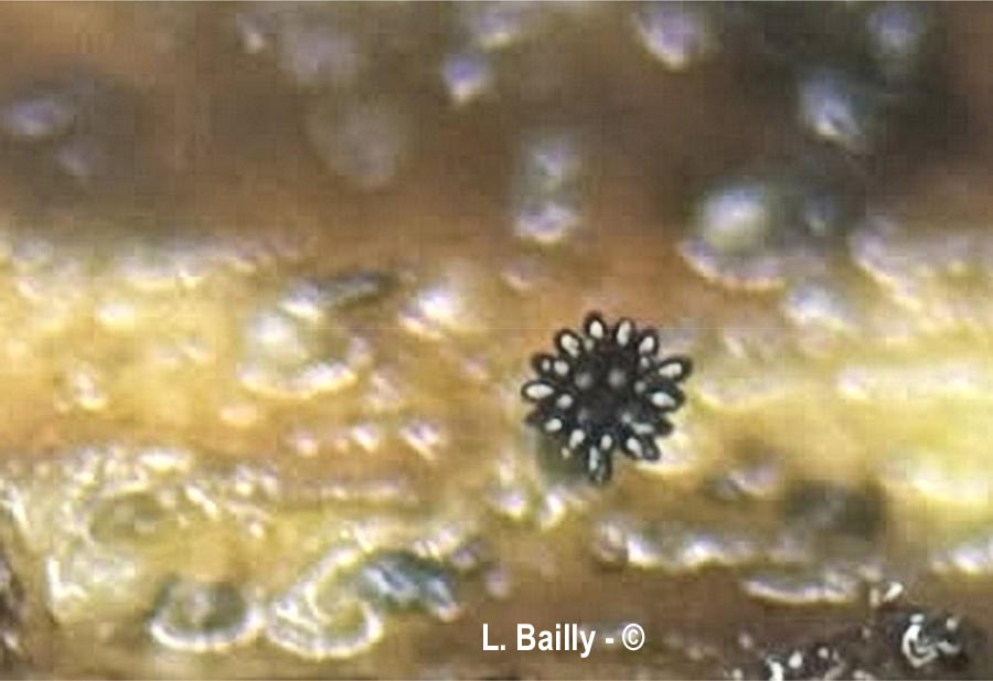 Phragmocephala elliptica