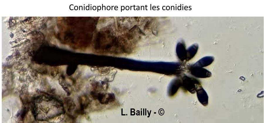 Phragmocephala elliptica