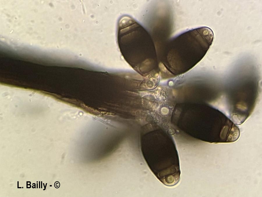 Phragmocephala elliptica