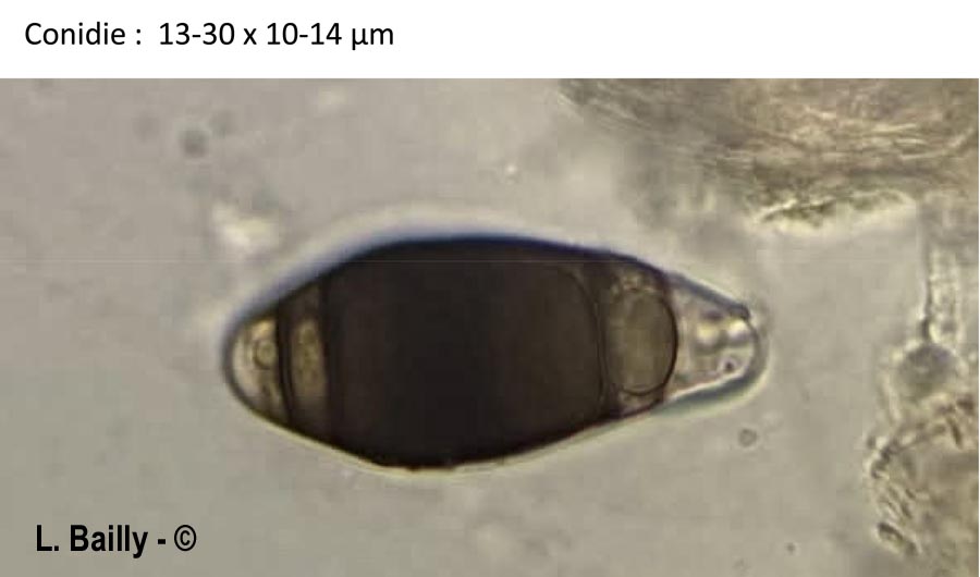 Phragmocephala elliptica