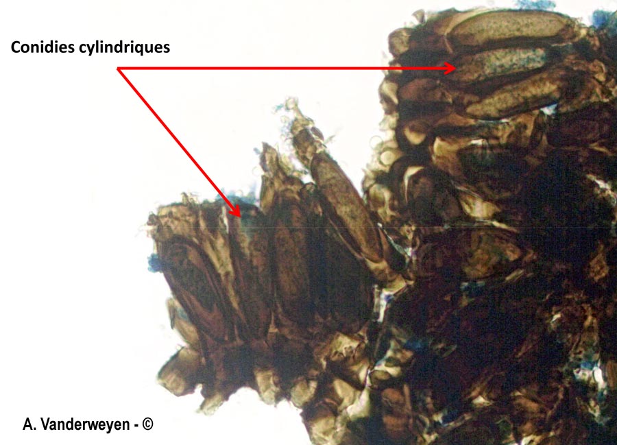 Bartheletia paradoxa