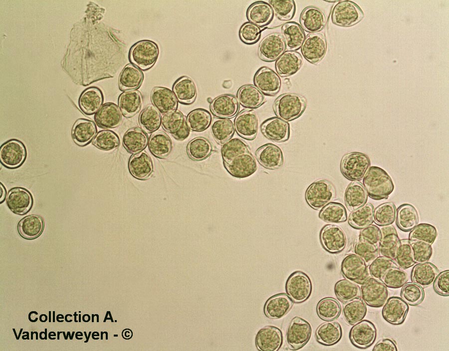 Albugo candida