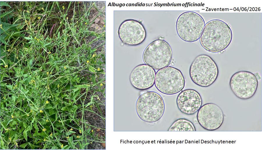 Albugo candida