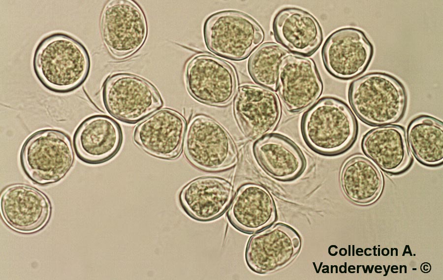 Albugo candida