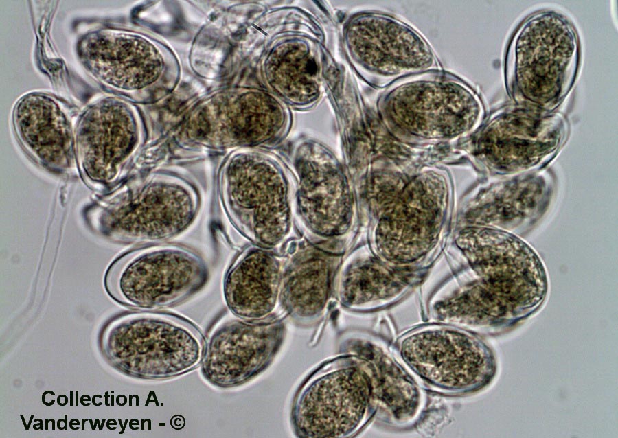 Hyaloperonospora niessliana