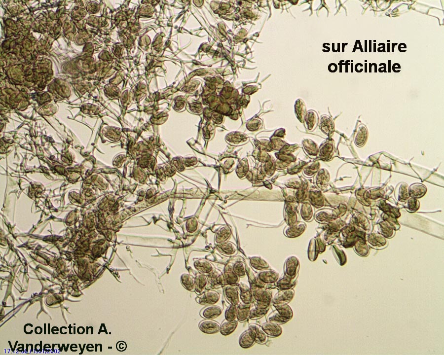 Hyaloperonospora niessliana