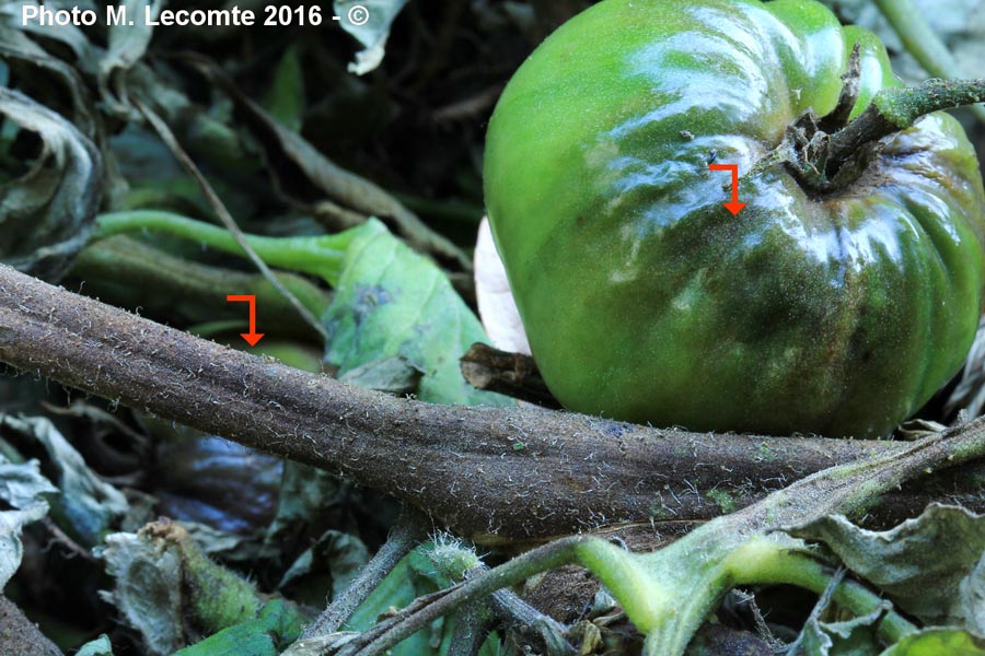 Mildiou de la tomate (Solanum lycopersicum)